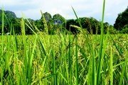 ខ្មែរ​ចូល​ចិត្ត​អួត 